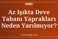 Az Işıkta Deve Tabanı Yaprakları Neden Yarılmıyor?