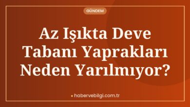 Az Işıkta Deve Tabanı Yaprakları Neden Yarılmıyor?