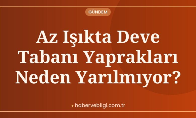 Az Işıkta Deve Tabanı Yaprakları Neden Yarılmıyor? Az Işıkta Deve Tabanı Yaprakları Neden Yarılmıyor?