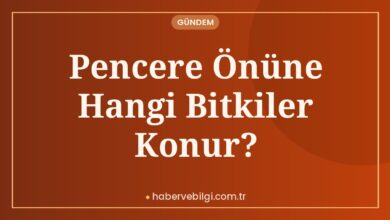 Pencere Önüne Hangi Bitkiler Konur?