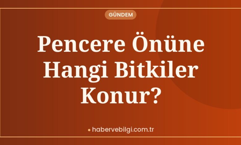 Pencere Önüne Hangi Bitkiler Konur?